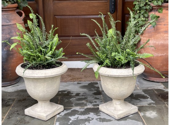 Cast Stone Classic Footed Urn Planters W/ Ferns-  A Pair