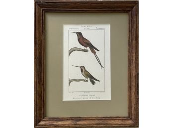 Vintage Hummingbirds Print, Framed