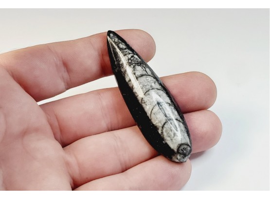 Change Pics.....Small Orthoceras (Squid)  Fossil  Polished Stone Slice