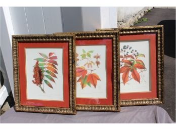 Trio Of Beautifully Framed Foliage - Red Maple - Smooth Sumac - Virginia Creeper