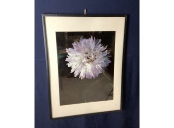 Dahlia Flower Framed Print