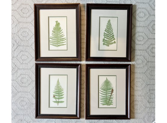Set Of 4 Framed  Fern Prints By E.J Lowe