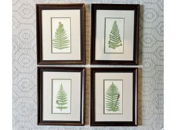 Set Of 4 Framed  Fern Prints By E.J Lowe