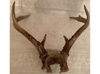 Vintage Three Point Small Deer Rack Horns Antlers Decor