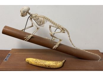 Vintage Marmoset Monkey Skeleton Anatomical Specimen On Mount Carolina Biological Supply Company  Bones