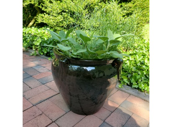 Large Glossy Glaze Black Ceramic Planting Pot With 4 Handles