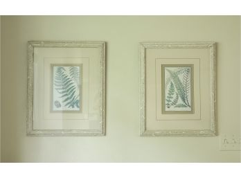 Two Framed Botanical Fern Prints