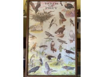 Birds Of Prey Framed Print