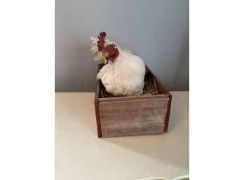 White Taxidermy Chicken And Box With Hay