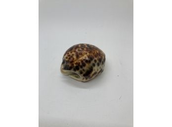 Cool Spotted Sea Shell