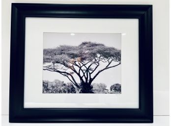 Signed Treescape Black/White  Framed Photograph