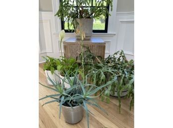 Set 5 Plants In Ceramic Pots