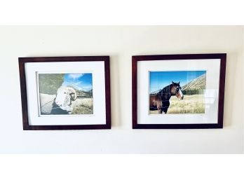 Portrait Sweet Mountain Ram & Regal Horse / Pair Signed Photos