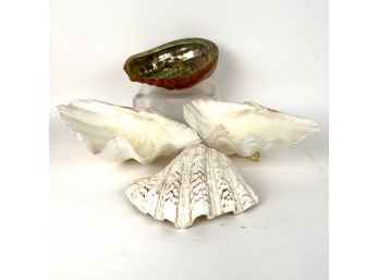 Vintage Large Seashells Including Abalone