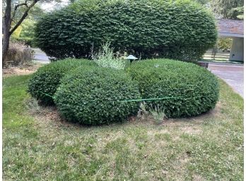 A Group Of 5 Mature Boxwoods, By Pool 1 Of 1