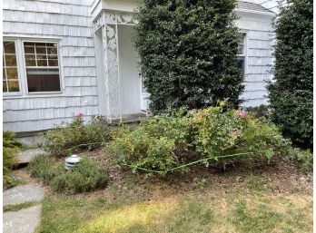 Six (6) Rose Bushes At Front Of House