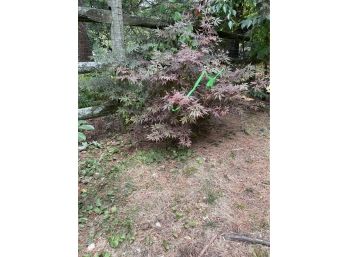 A Small Japanese Maple Tree