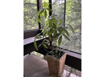 A 48' Live Money Tree In A Nice Basket,  A Little Spider Plant Keeping It Company