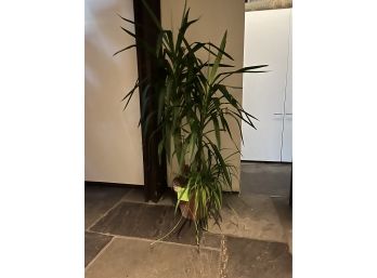 A 65' Potted Palm - Live