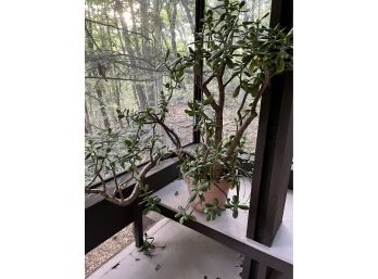 A 40' High Gangly Jade Plant In A 12' Pot