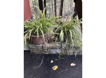 A Pair Of Live Spider Plants