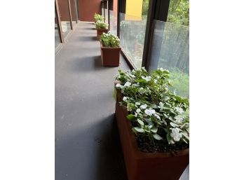 A Set Of 5 Terracotta Planters With White Impatients