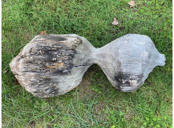 An Interesting Beaver-Chewed Log