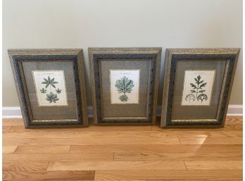 Set Of 3 Floral Pictures
