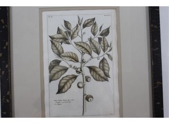 Buchoz 1780 Ficus Engraving (not A Reprint)