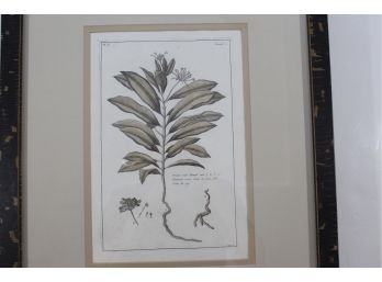 Buchoz 1780 Botanical Engraving (not A Reprint)