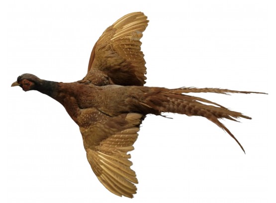 Large Vintage Flying Pheasant Taxidermy
