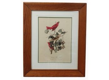 J Audubon Hand Colored Summer Red Bird Print No 42 Plate 208
