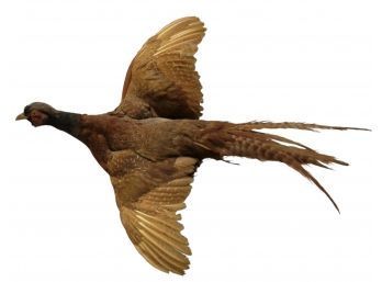 Large Vintage Flying Pheasant Taxidermy