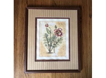 A Framed Botanical Print