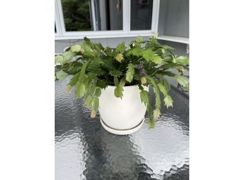 A Potted Christmas Cactus In White Pot