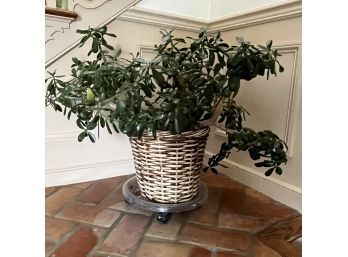 A Large Live Jade Plant In Good Health - 36'W X 30'H