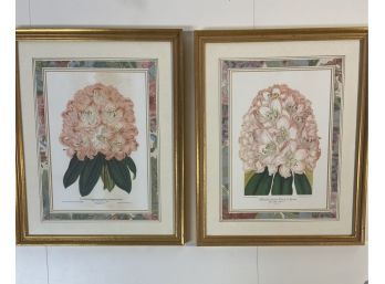 2 Prints Of Rhododendrons With Gold Painted Wood Frames 13x16x1 In