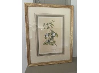 Print Of A Maple Leaf Hawthorn