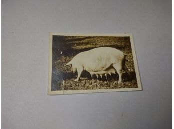 Pig Photo