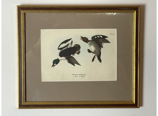 Original Vintage Print Of The American Golden Eye Duck