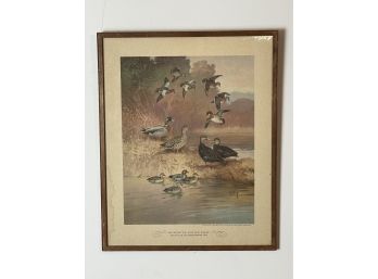 Ad From 1944 - Blue Winged Teal, Wood Duck, Mallard, Black Duck And Green Winged Teal Framed Print