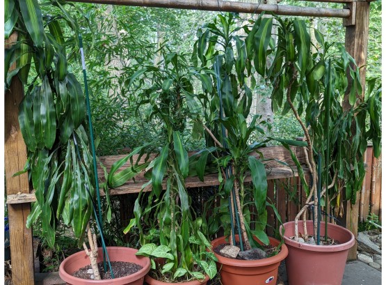A Collection Of Five Banana Tree - These Are Tall Up To 7'- Amazonian