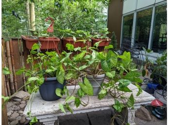 A Collection Of Five  Philodendron