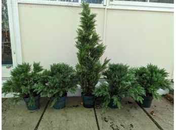 A Collection Of Faux Evergreens