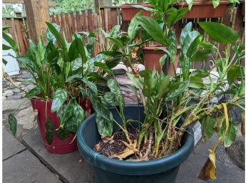 A Pair Of Potted Calathea
