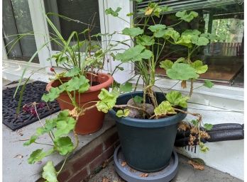 Two Geranium In Pots