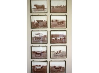 Incredible Lot Of 10 Antique Framed Sepia Photographic Prints Of Cows By SCHREIBER & SONS From Early 1900's
