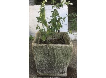 Antique Square Concrete Planter, Mint Julep, Great Patina