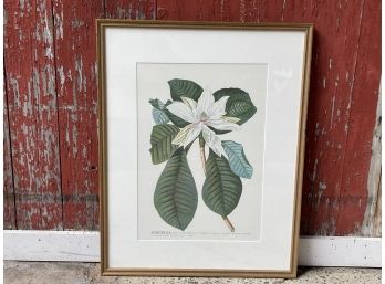 A Framed Magnolia Print