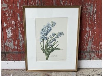 A Framed Jacinthe Hyacinthus Print, 22x28 Inches